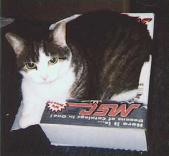 Mimi the cat in MSC Catalog box